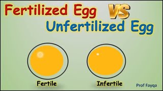 Fertilized Egg Vs Unfertilized Egg [upl. by Ayote]