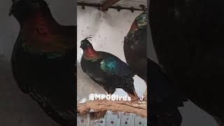 Fazan Himalaya Himalaya Pheasant Glanzfasan birds song impeyanpheasant pheasant hobby birds [upl. by Elockin258]