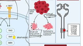 Screening EGFR Mutations in Lung Cancer [upl. by Zebada375]