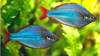 Dwarf Neon Rainbowfish Care and Feeding [upl. by Timrek]