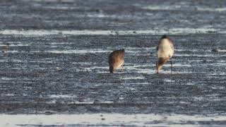 Longbilled Dowitcher Texel The Netherlands October 2024 [upl. by Aneeg]