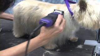 Cairn Terrier Grooming Instructions OnlineGroomingSchoolcom [upl. by Anelhtak]