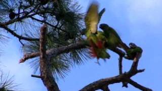 Wild GreenCheeked Conures of South Florida [upl. by Charmian]