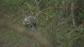 Crabeating mongoose 食蟹獴wmv [upl. by Aryt982]