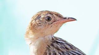 Zitting Cisticola Sound Cisticola juncidis Call Fuinhadosjuncos Canto [upl. by Hinkle]