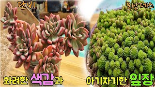 화려한 색감과 아기자기 귀여운 잎장 다육식물 단비amp모난데스Echeveria DanbiampMonanthes polyphylla [upl. by Medlin]