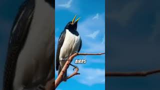 Amazing facts about the Australian Magpie Lark naturelovers wildlifewonders animalknowledge [upl. by Niliak]