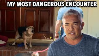 My Most Dangerous Case  A German Shepherd That Attacks 247  Cesar 911 Season 3 Ep 5  Part 1 [upl. by Schmeltzer]