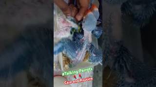 Baby Talking Parrots🦜 Baby Parrots talkingparrot baby parrot babyparrot shorts youtubeshorts [upl. by Areic537]