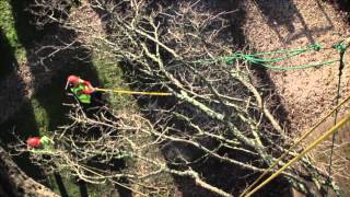 Climbersway Tree Care Tree Surgeons Tree Dismantle [upl. by Buke]