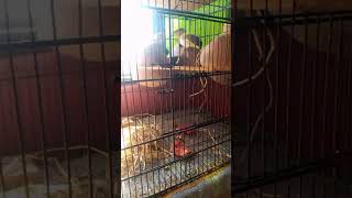 live finch colony update [upl. by Etirugram935]