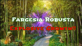 Fargesia robusta explosive growth [upl. by Notnek]