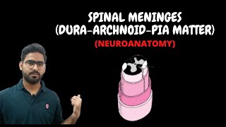 SPINAL CORD MENINGES ANATOMY  SPINAL CORD NEUROANATOMY PART 1 [upl. by Naillimxam]