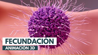 Cómo se produce la fecundación  Animación 3D [upl. by Maryjane]