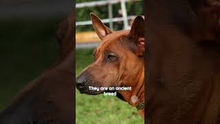 Thai Ridgeback is a rare breed of dog that originates from Thailand thairidgeback dogs thailand [upl. by Rieger24]