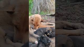 Mommy n lovely puppy dogloverpuppie animals viralvideo viralshorts video tranding subscribe [upl. by Boar]