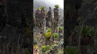 Rwenzori Mountains Mountains of the Moon Uganda [upl. by Talbot641]