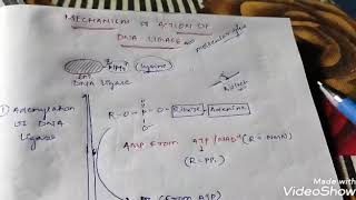 Mechanism Of Action Of DNA ligase CSIRNET JRF GATE ICMR [upl. by Hodges]