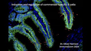 Identifying commensal specific B cells using phage display and B cell tetramers [upl. by Wash]