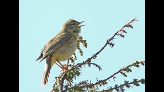 Gransanger  Chiffchaff  Løvsanger  Willow Warbler [upl. by Alleahcim]