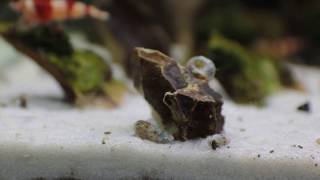 The Truth About Aquarium Snails Ramshorn amp Malaysian Trumpet [upl. by Koslo]