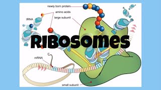 The CellRibosomes [upl. by Nauhs681]