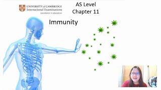 Chap 11 Part 1a  Phagocytes and Lymphocytes  Cambridge ALevel 9700 Biology [upl. by Bozovich814]