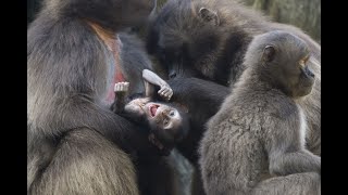 Bronx Zoo Welcomes Baby Gelada Baboon [upl. by Idola88]