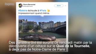 Comment une quotbaleinequot a pu séchouer sur les quais de Seine à Paris [upl. by Lehet]