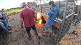 Sorting off some dry cows calves and keepers Come along with us as we sort these crossbred cows [upl. by Rainer8]