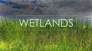 Warm Wetlands Ambience  Sounds of Birds Frogs Insects amp Fish Jumping  Natural Wonders [upl. by Dwaine]