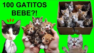 24 HORAS CONOCIENDO A 100 GATITOS BEBE  Videos de gatos graciosos Luna y Estrella [upl. by Euqinna993]