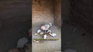 Guinea fowl chicks chicken henchicken guineafowl petsvlogs foryou [upl. by Nohsauq276]