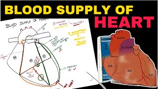 Blood Supply of Heart  Coronary Circulation  Easy Concepts  Thorax Anatomy [upl. by Alexander]