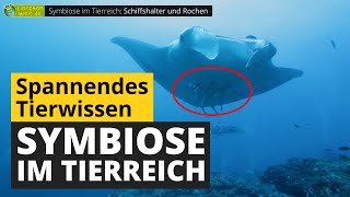 Symbiose im Tierreich Wieso leben unterschiedliche Tierarten zusammen  TierDoku für Kinder [upl. by Oiramd378]