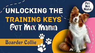 Unleashing Border Collie Brilliance  Keys to Effective Training  Pet Mix Mania [upl. by Irami949]