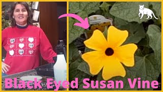 How to Grow Thunbergia Black Eyed Susan Vines from seed  Seed Starting Indoors [upl. by Cornwell]