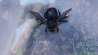 🐝 Abejorro carpintero europeo abeja azul Xylocopa violacea  Macho de abejorro sanjuanero 🐝 [upl. by Acinoev798]