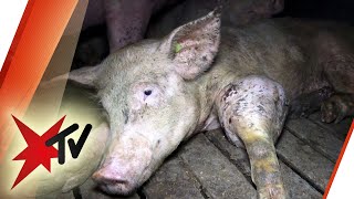 TönniesZulieferer quält erneut Schweine  stern TV [upl. by Nimaj]