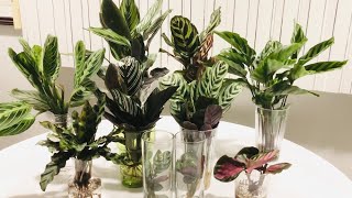 Calathea Ctenanthe amp Maranta In Water Culture [upl. by Lalat]