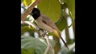 White spectacled bulbul sound  صوت البلبل [upl. by Bennink402]