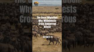 The Great Migration Why Wildebeests Cross Dangerous Rivers [upl. by Enahsed]