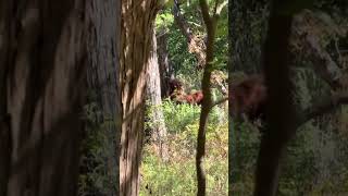 Bigfoot captured in wild by terrified hiker in Oklahoma [upl. by Assirk]