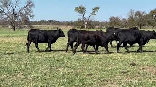 34 head of Heavy Bred Brangus Heifers 1110  Cattle for sale [upl. by Channa532]