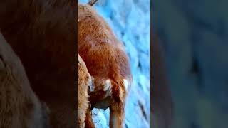 Mountain goats climbing very steep rocks to feed [upl. by Johnston]