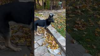 North Charles Canine LLC K9 Violet searching for a mouse IMG 3260 [upl. by Anaeda]