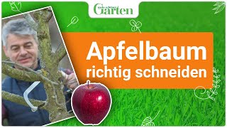 Schritt für Schritt Apfelbaum richtig schneiden  Gartentutorial für gesunde Früchte [upl. by Shari]