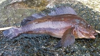 Greenling Off The Breakwater  Fishing Victoria BC [upl. by Nalahs]