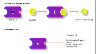 Regulation of Glycolysis Hexokinase and Glucokinase PFK1 Pyruvate Kinase regulation [upl. by Brandea]