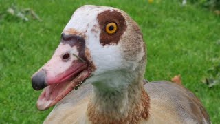 Egyptian goose male calling  Nilgans Männchen ruf Heidelberg [upl. by Imelida]